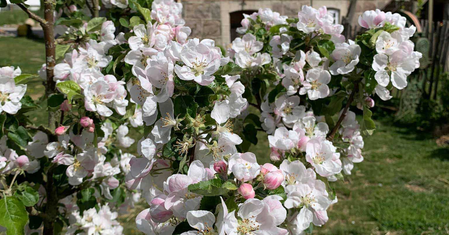 Vacker äppelblom hos Hortikultur i Vitaby 12x6