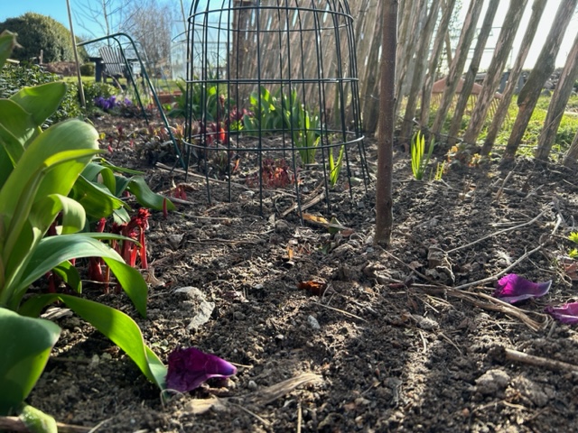 Barfrost Hortikultur i Vitaby AB