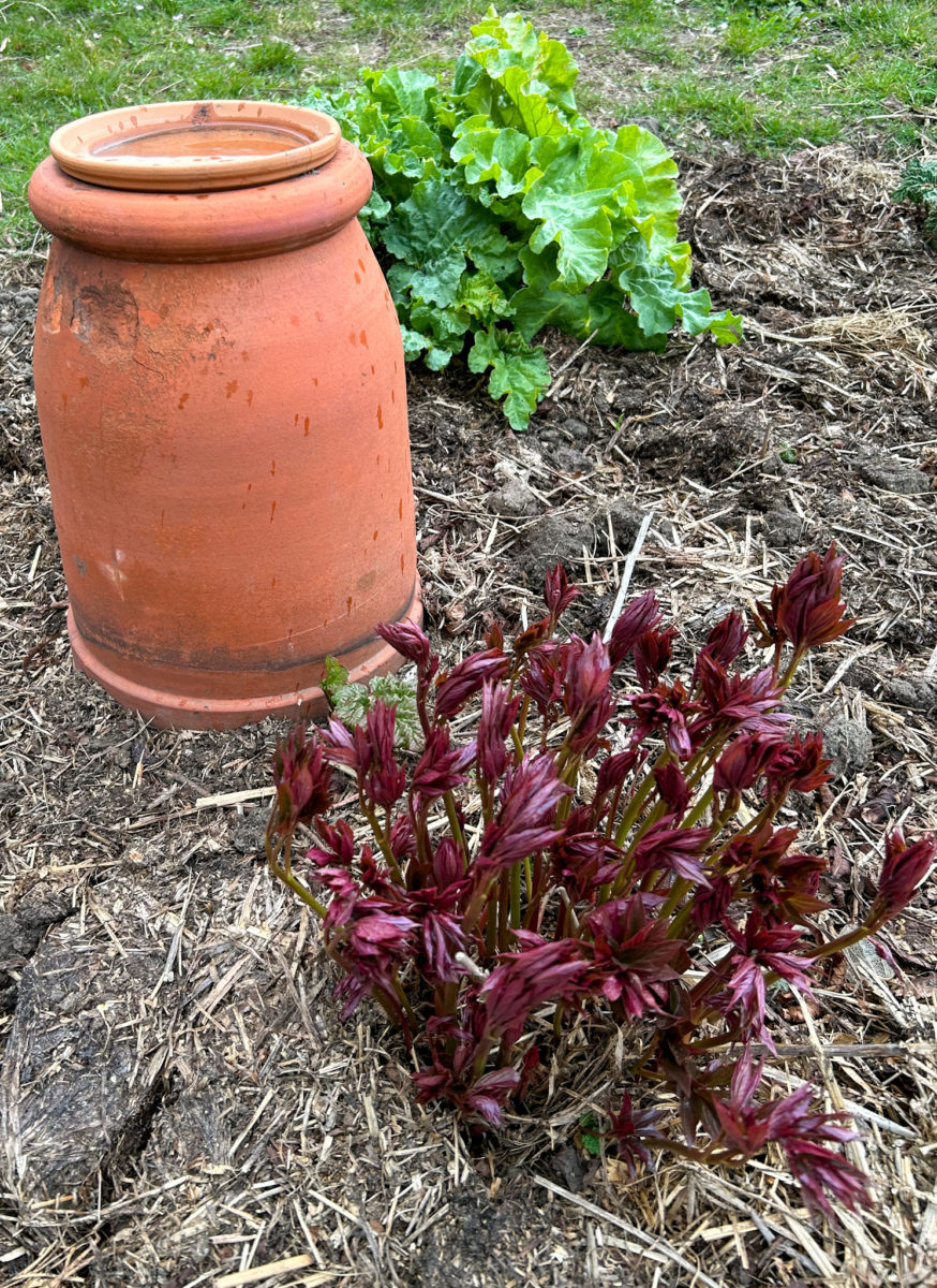 Pionens röda skott ger fin kontrast mot alla vårgröna blad och den bruna jorden i vårplanteringarna. Hortikultur i Vitaby AB