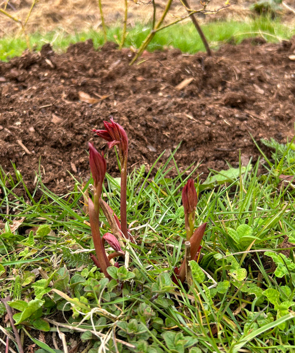 pionskott Hortikultur i Vitaby AB