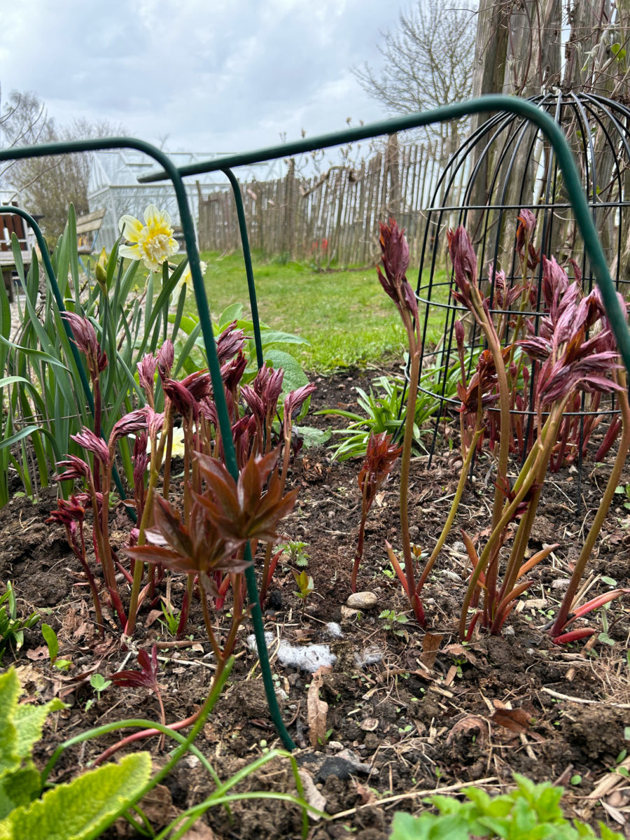 pioner Hortikultur i Vitaby AB