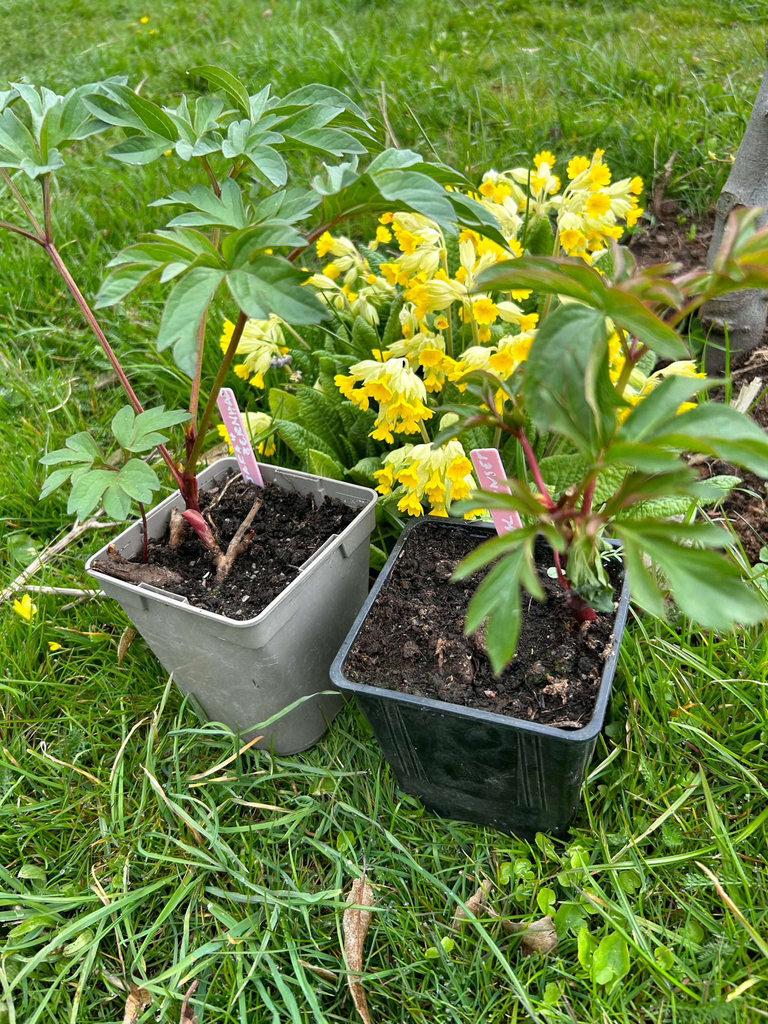 Pioner i kruka framför en gullviva. Röda pionskott Hortikultur i Vitaby AB