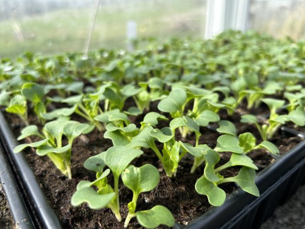 Välkommen till en trädgårdskurs om vårsådder! Hortikultur i Vitaby AB