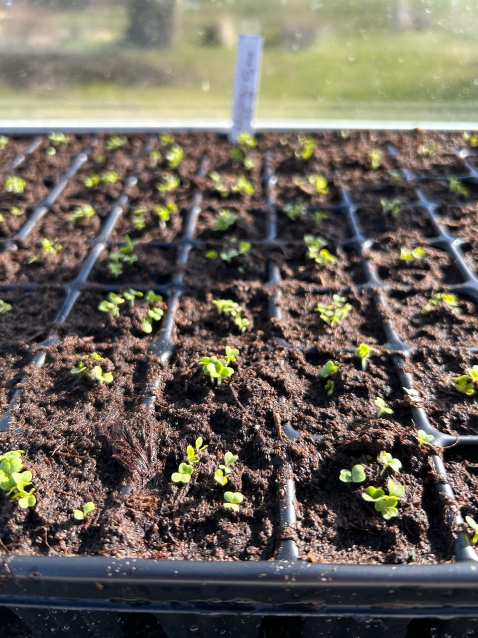 Hortikultur i Vitaby Pluggbrätte